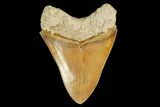 Serrated, Fossil Megalodon Tooth - Indonesia #149829-1